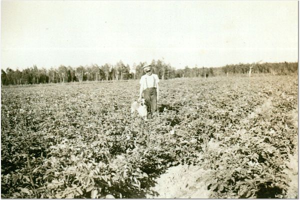 potato patch