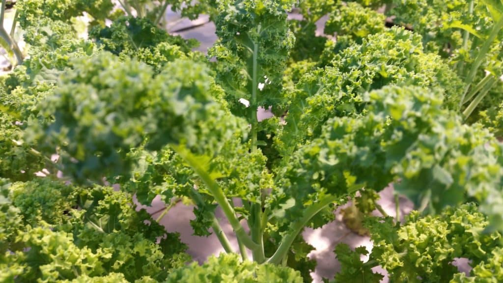kale