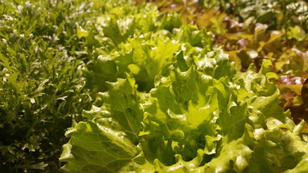 lettuce