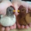 felted chickens