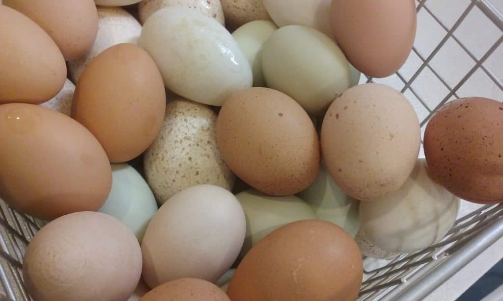 assorted eggs