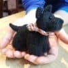 Needle Felted Miniature of Your Dog - Image 2