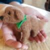 felted dog