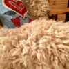 Sheepskin Throw, Long Staple Curly - Image 3