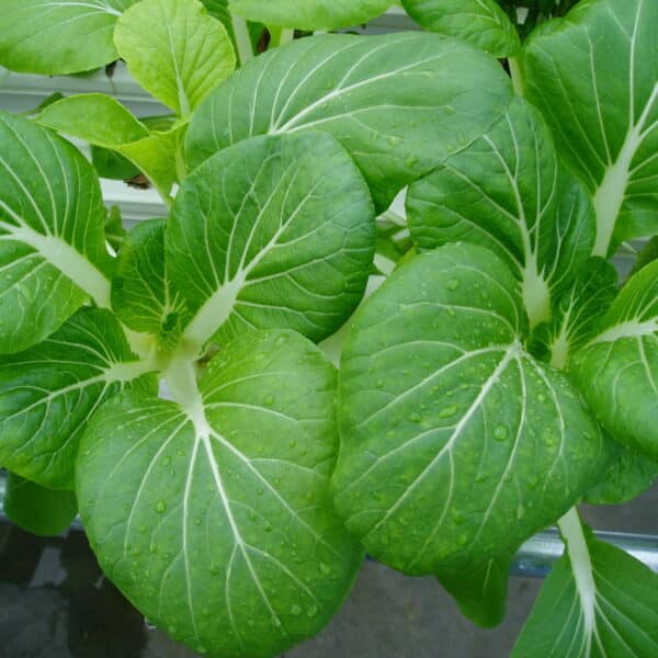 bok choy