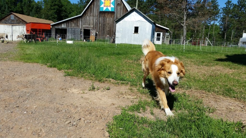 Finlee in barnyard