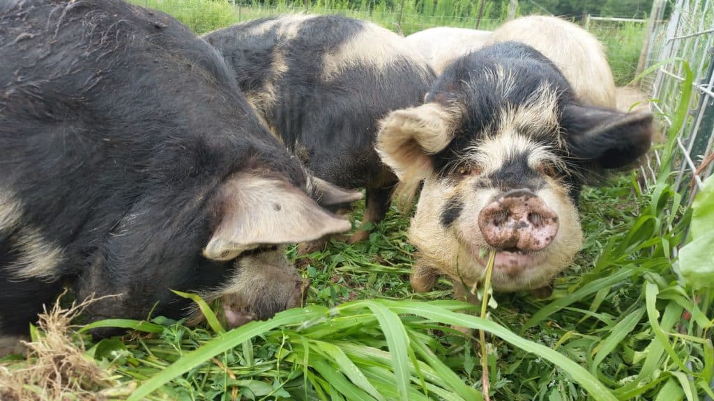 Kunkune pigs