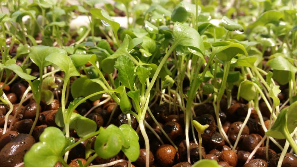 sprouts