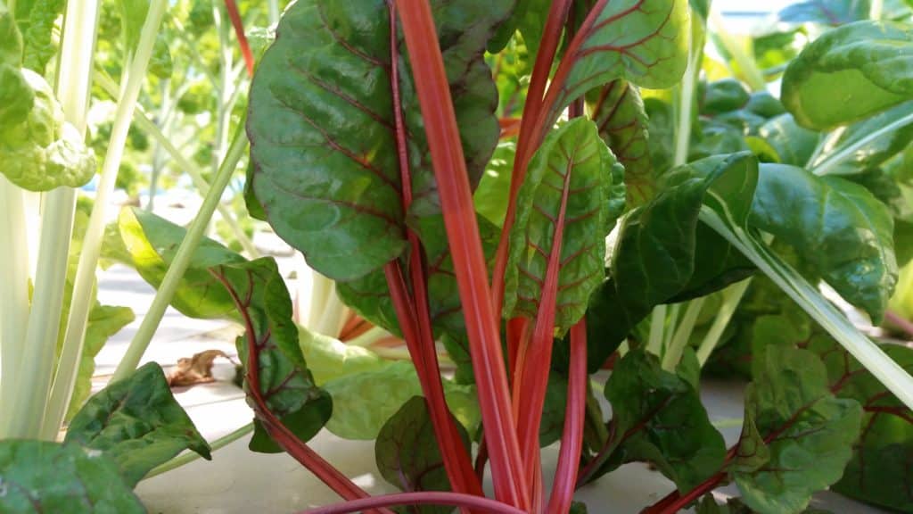swiss chard