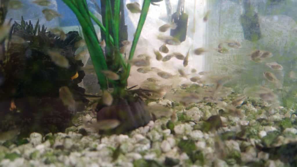 baby tilapia