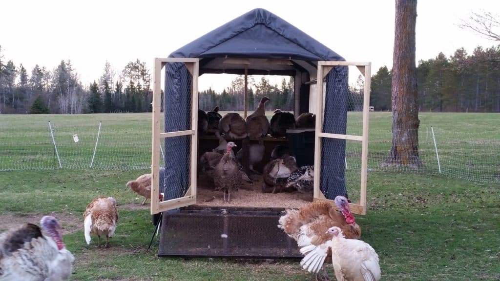 turkeys