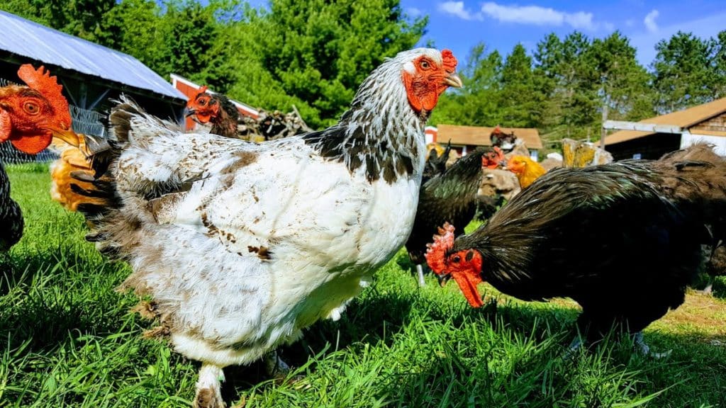 chickens