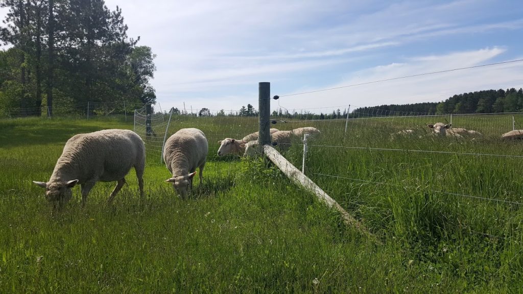 sheep grazing