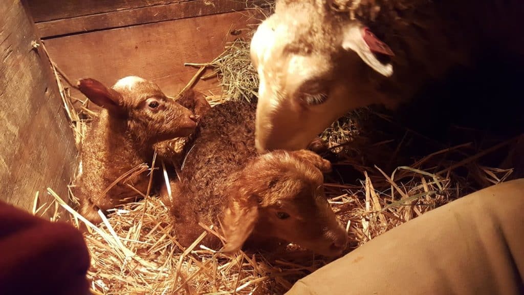ewe with lambs