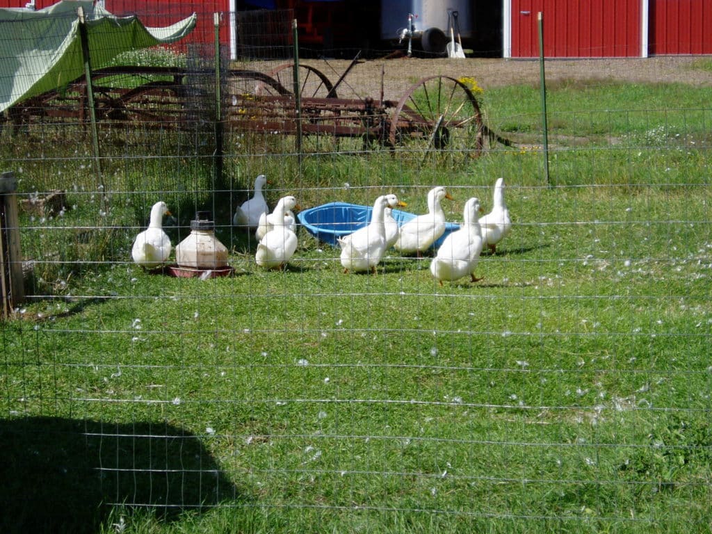 ducks