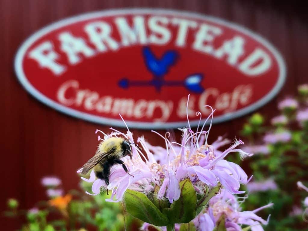 farmstead bee