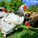 chickens
