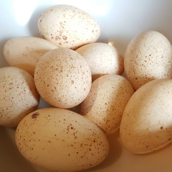 turkey eggs