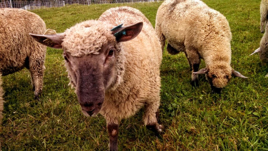 sheep