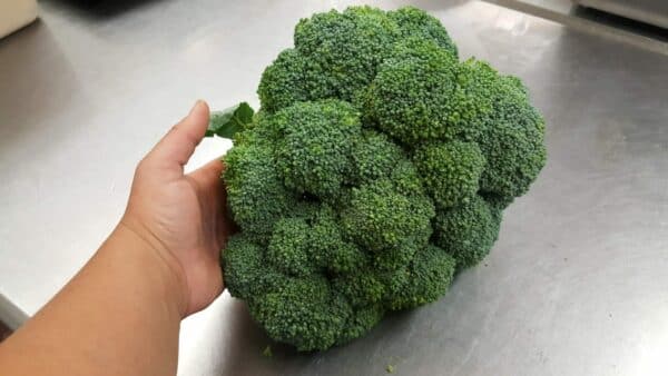 broccoli