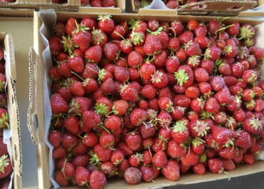 strawberry flat