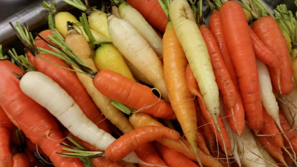 rainbow carrots