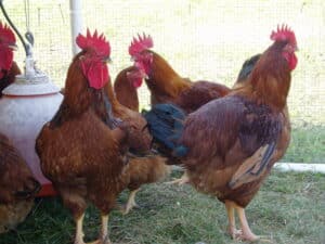 red ranger chickens