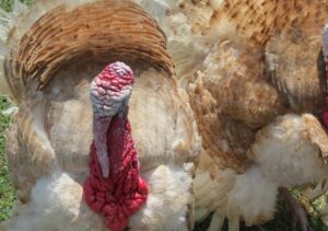 turkeys