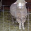 Muffet the sheep