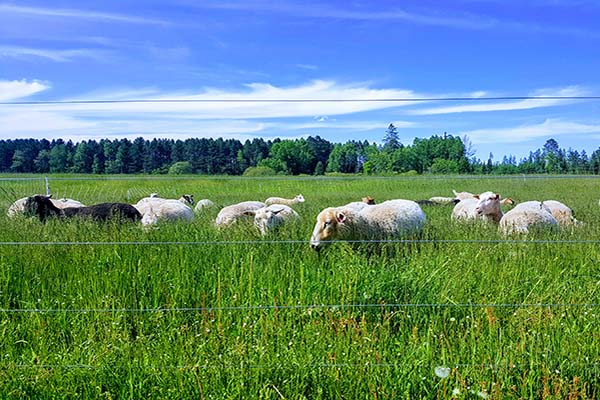 sheeponpasture