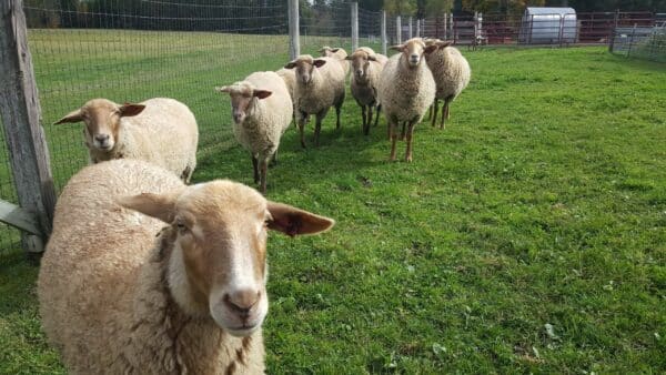 sheep