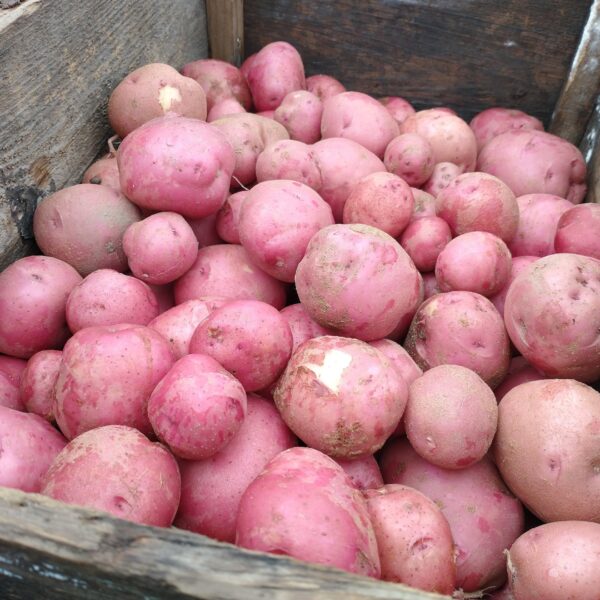 red potatoes