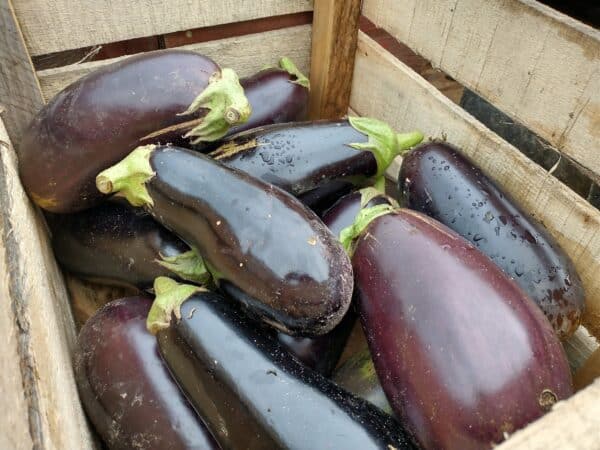 eggplant