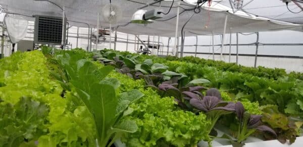 NSHF Aquaponic Greenhouse