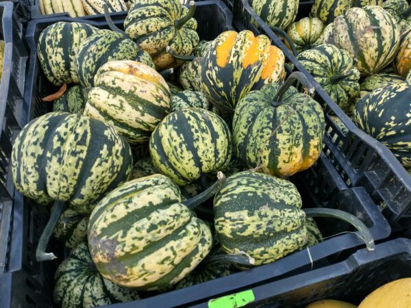 carnival squash