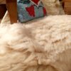 Sheepskin Throw, Trimmed Fluff Pants - Image 3