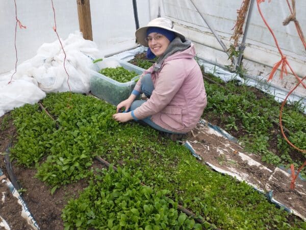 harvesting arugula