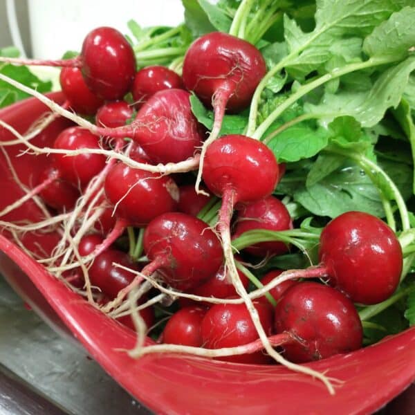 radishes