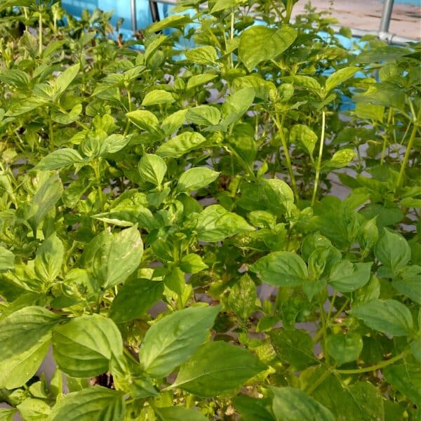 lemon basil