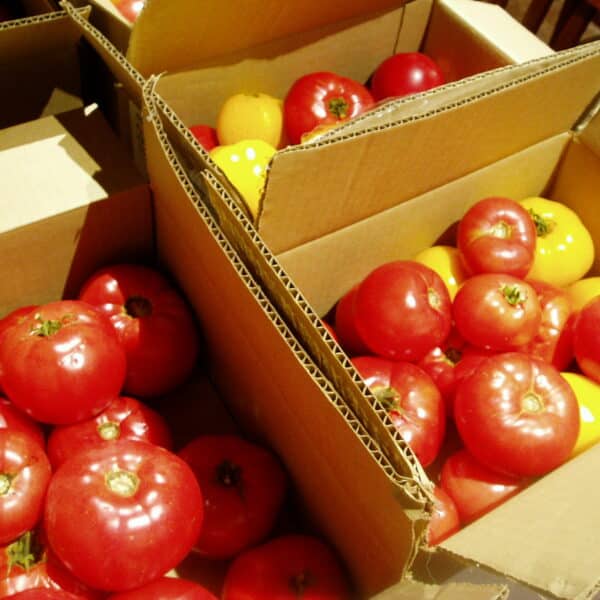 slicing tomatoes