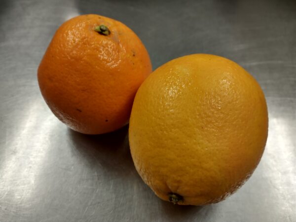 navel oranges large