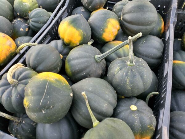 honey bear squash