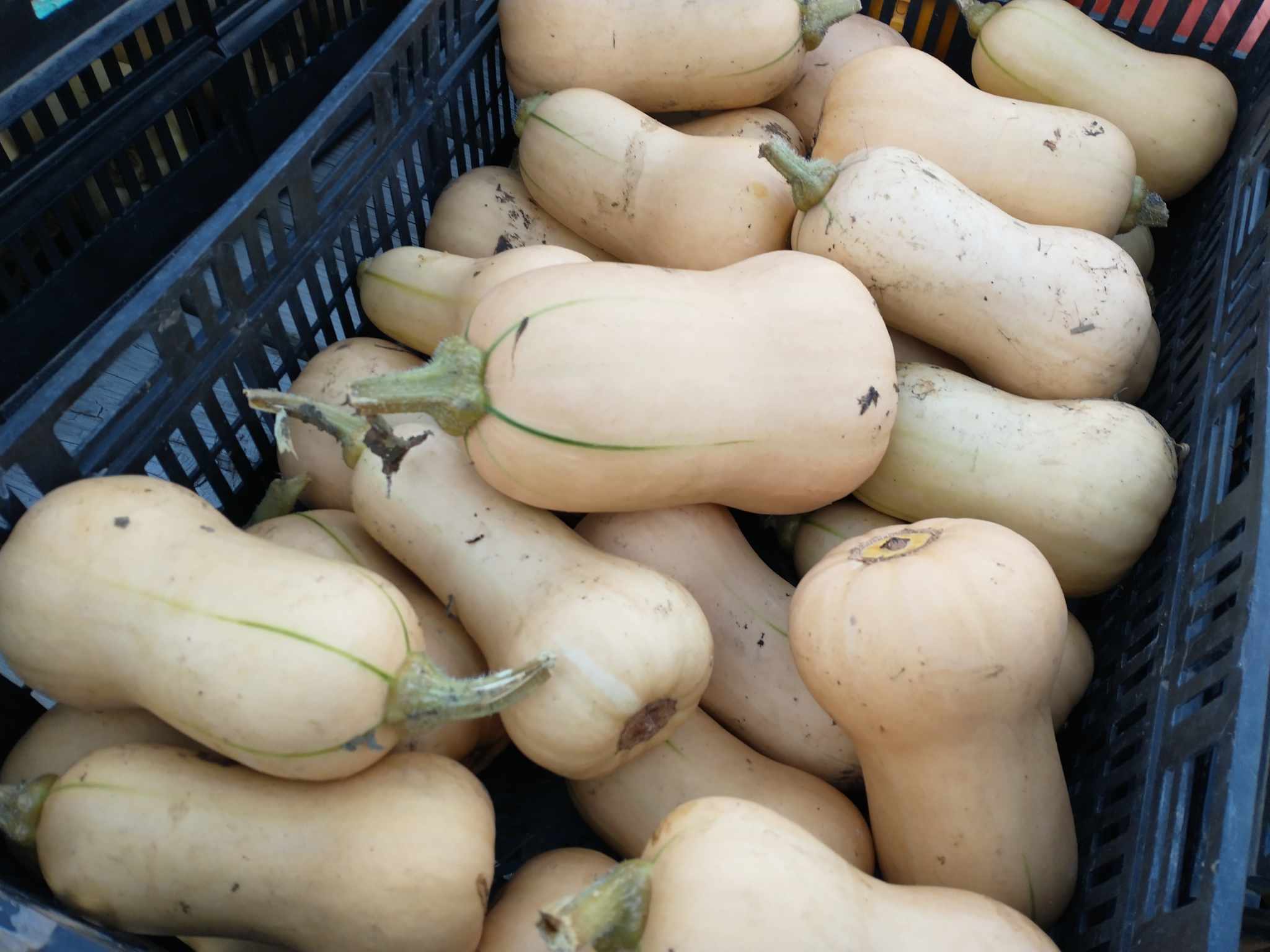butternut squash