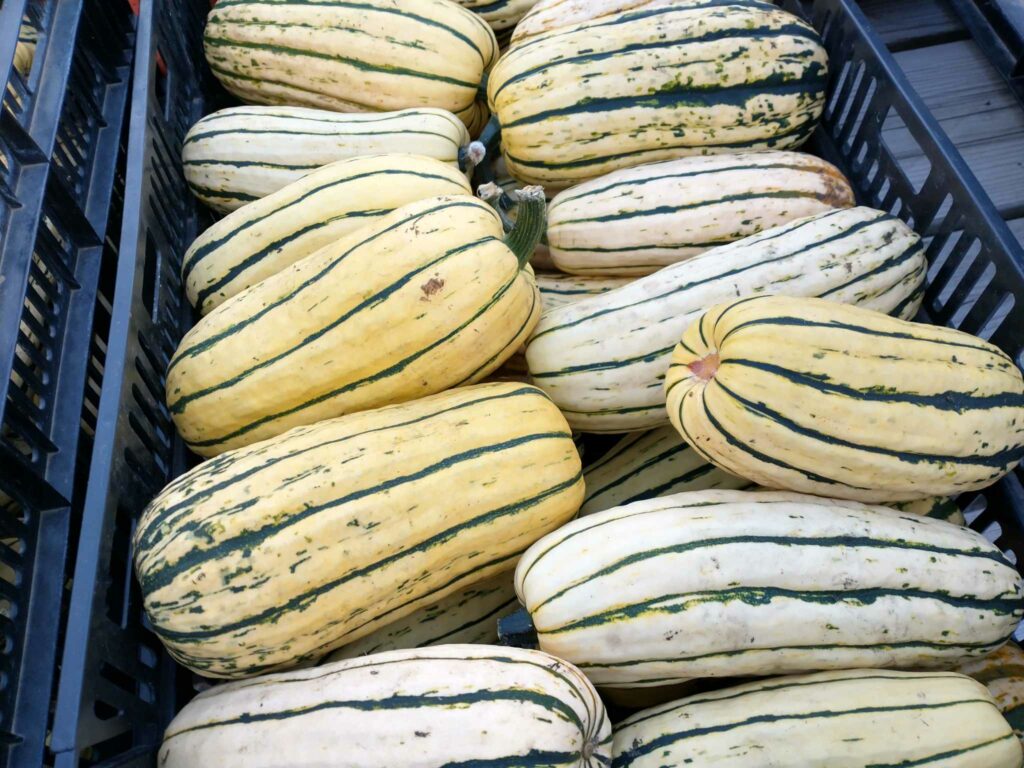 delicotta squash