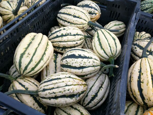 jester squash