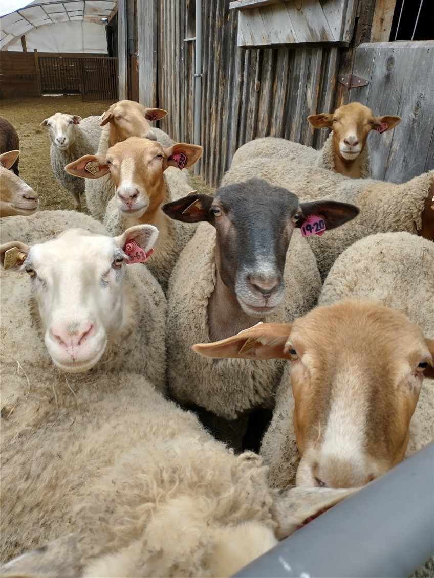 A Different Approach To Dairying