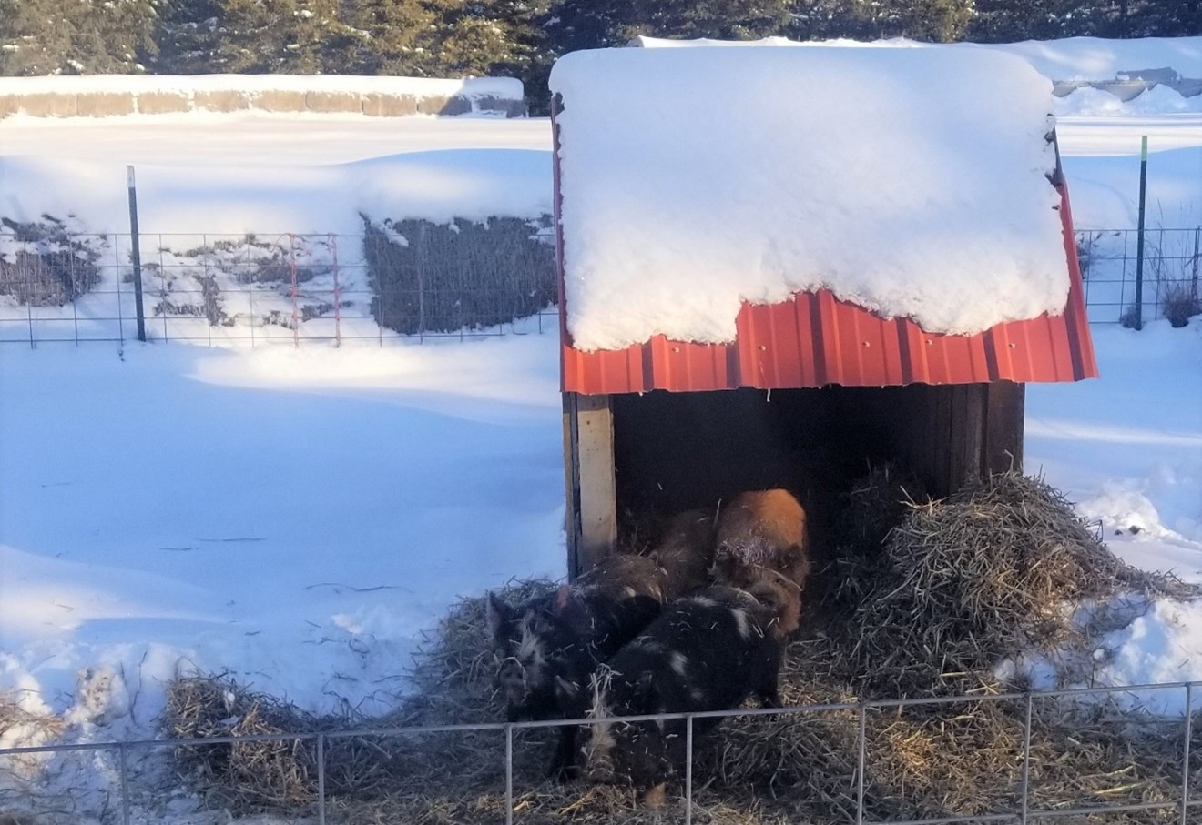 Carrying On In The Cold