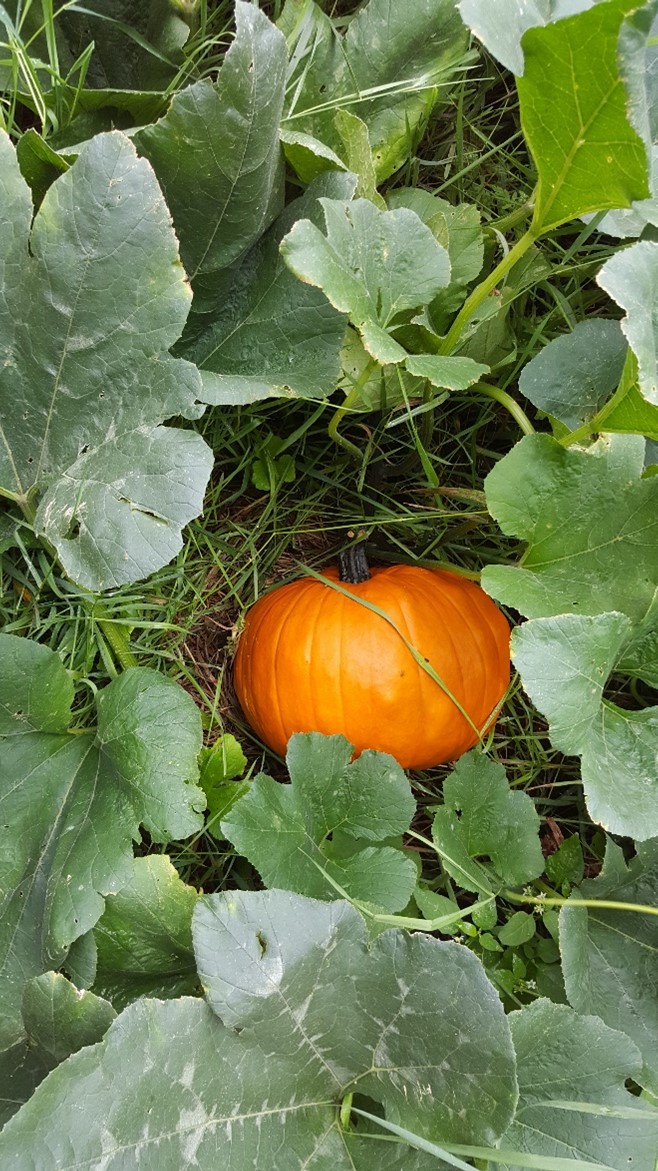 Save The Squashes