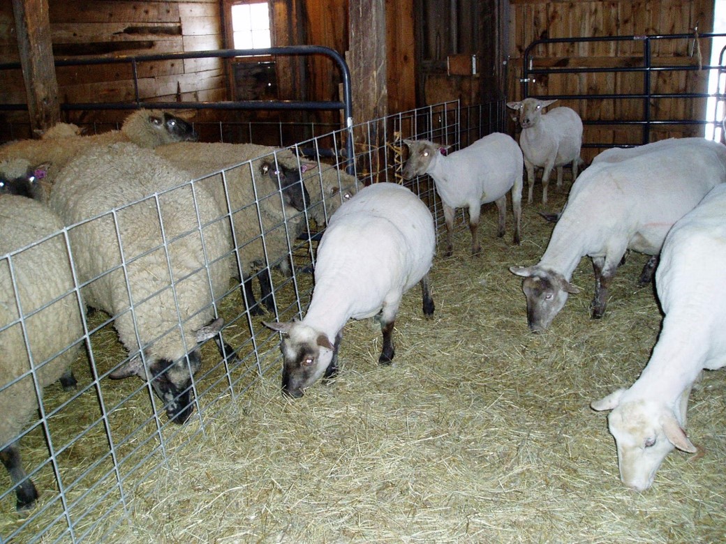 Shearing Day On The Farm