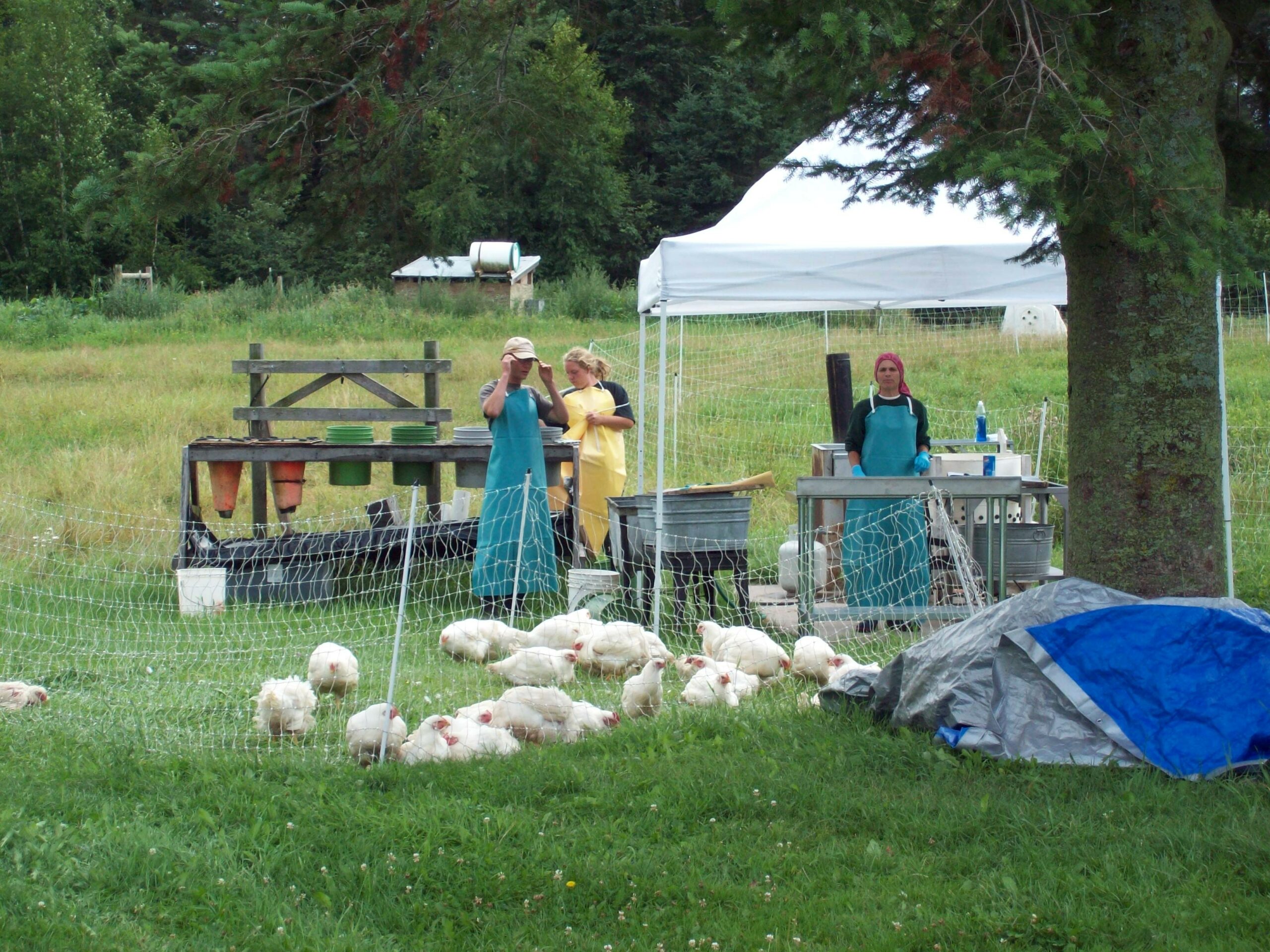 Butchering Day